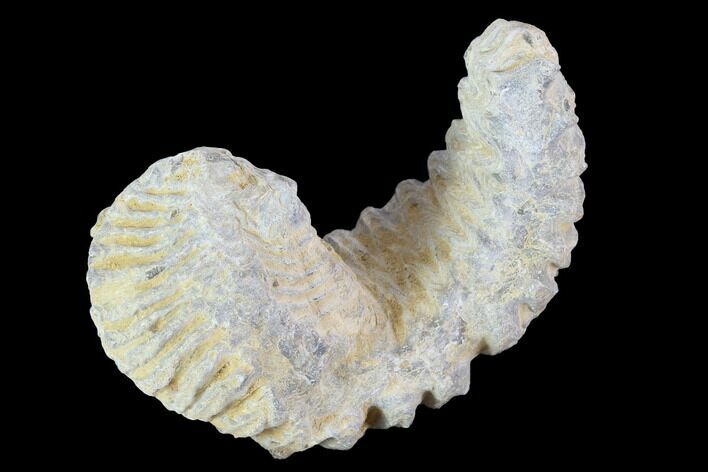 Cretaceous Fossil Oyster (Rastellum) - Madagascar #100355